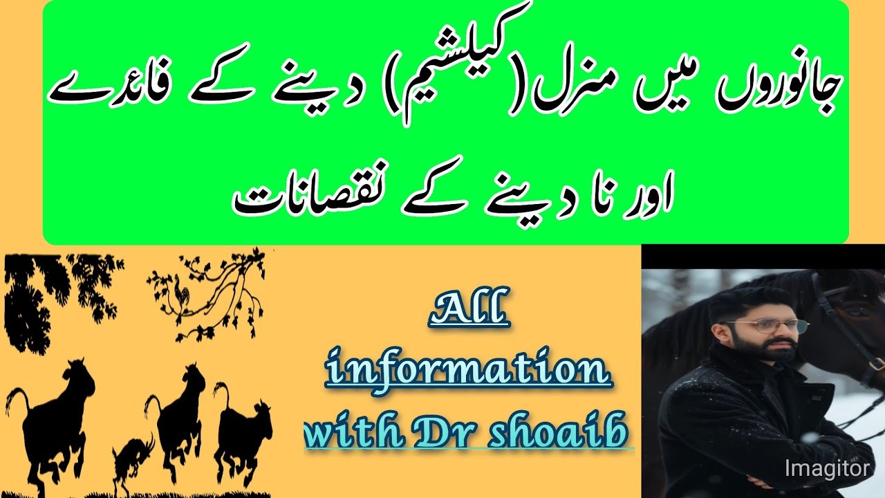 Advantages and disadvantages of giving calcium and minerals to animals..with Dr shoaib 