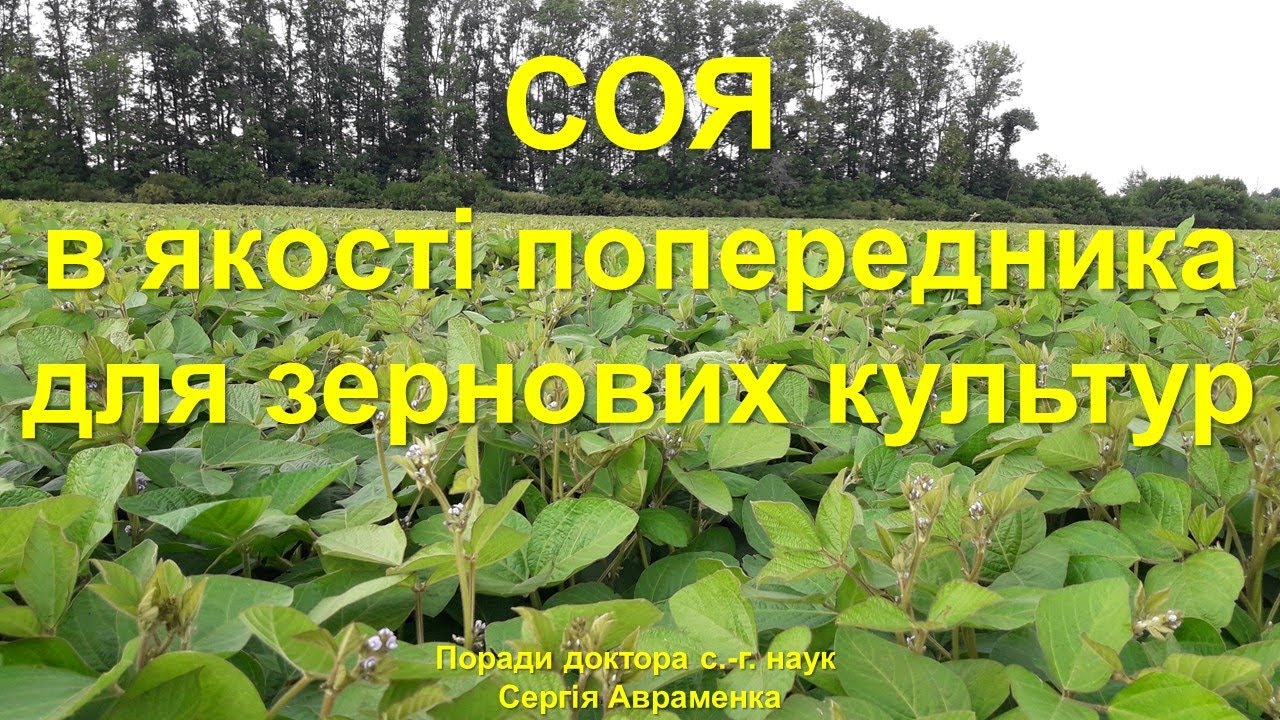Соя в качестве предшественника для зерновых культур