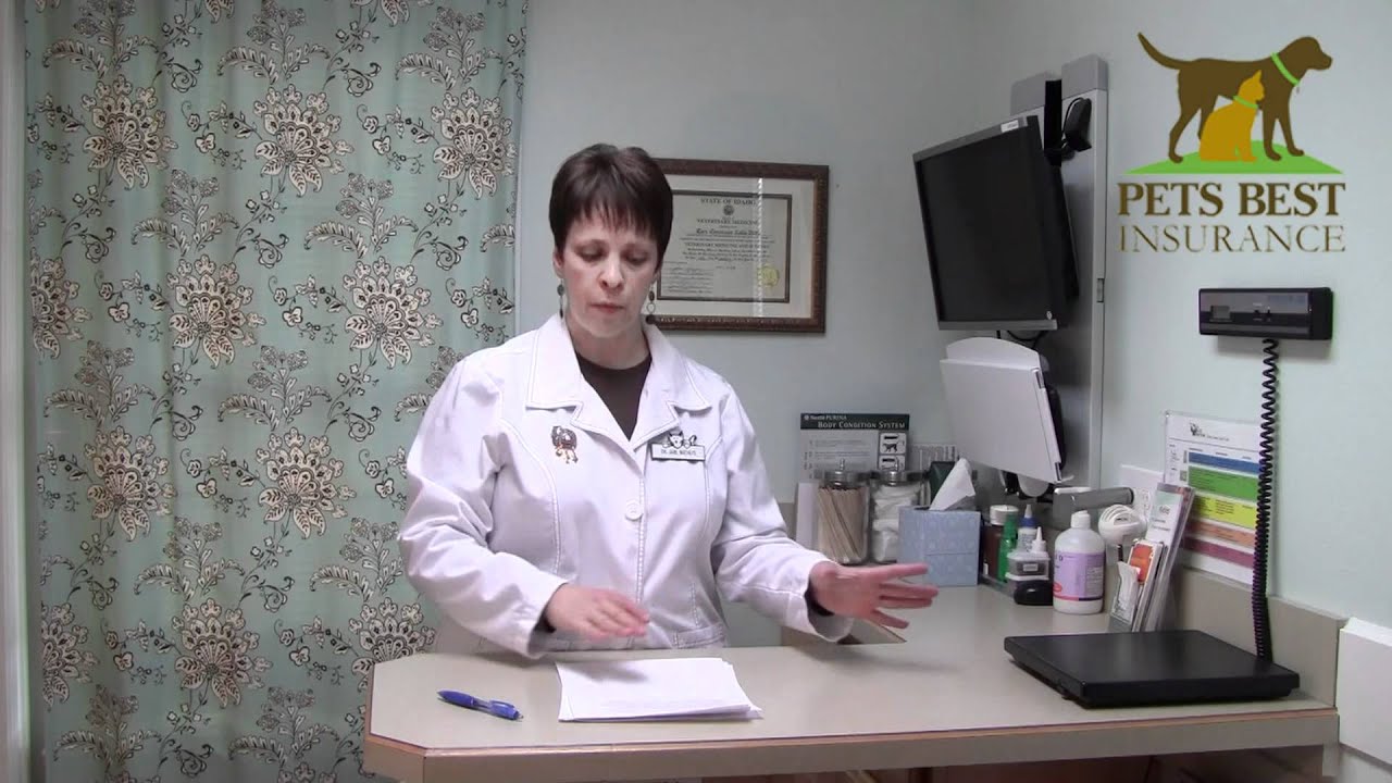 Elevated Thyroid Level in Cats - When To Worry