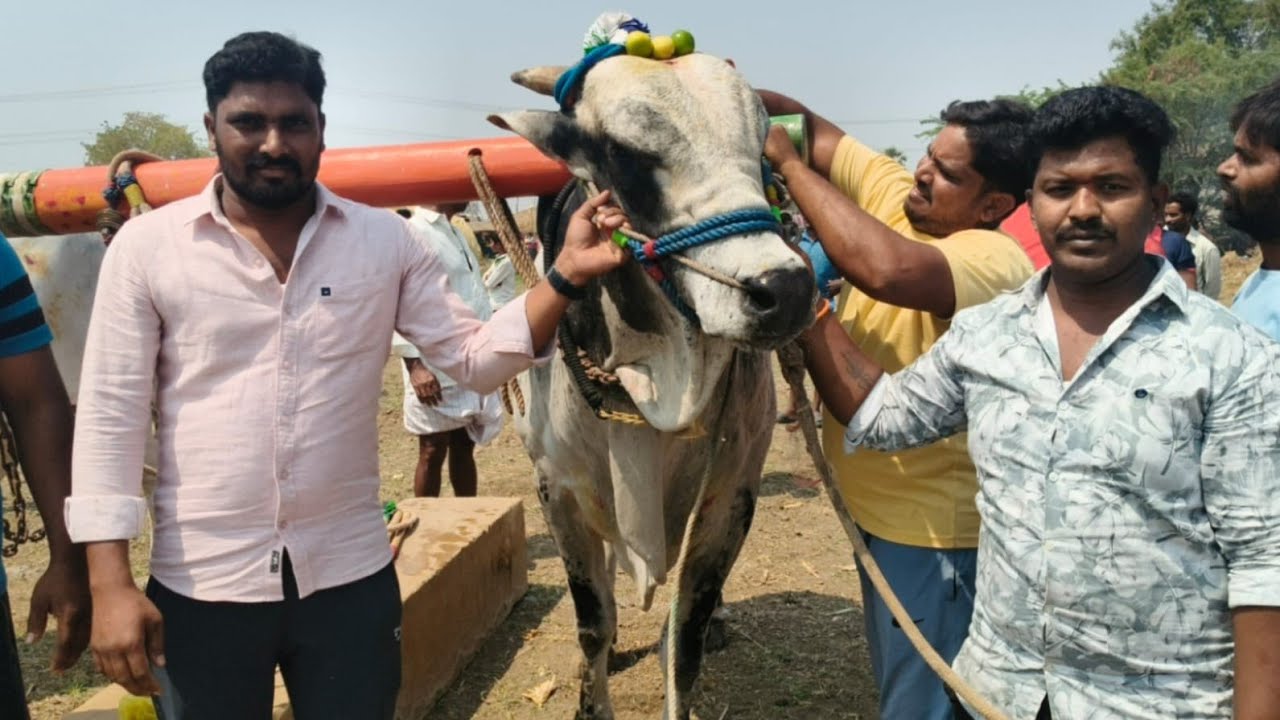 💥🚩క్రిష్ణంపల్లి సేద్యపు ఎద్దుల విభాగం 1జత మూలే మనోజ్ కుమార్ రెడ్డి గారు+అంగడి మహాముబ్ భాష గారు