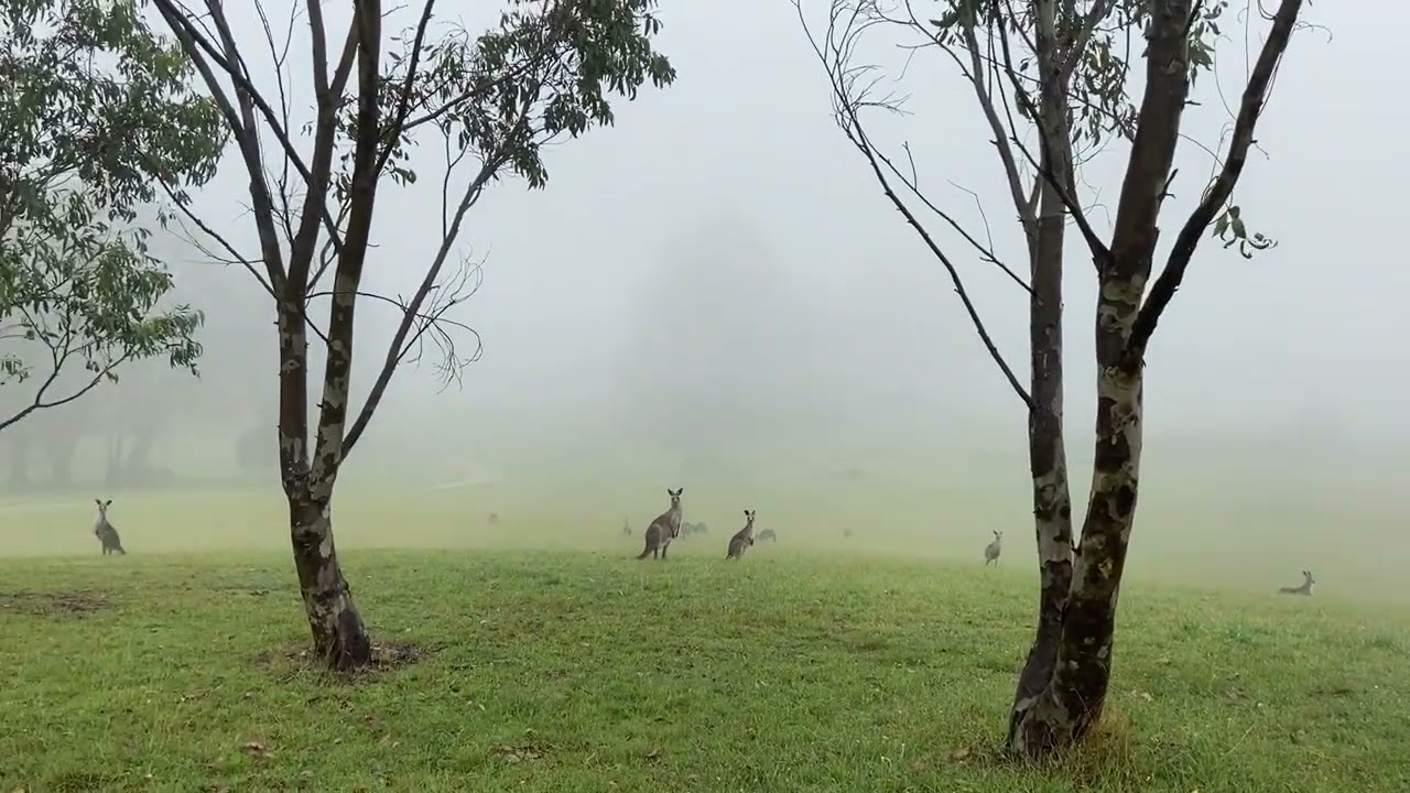 Kangaroos in Hampton NSW