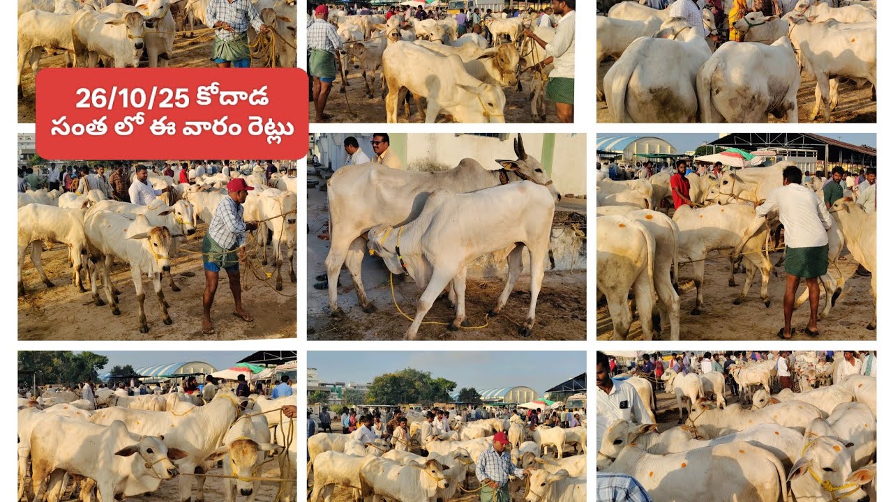 26/10/25 kodada santa #top quality milk teeth ongole bulls in kodada bulls Market 