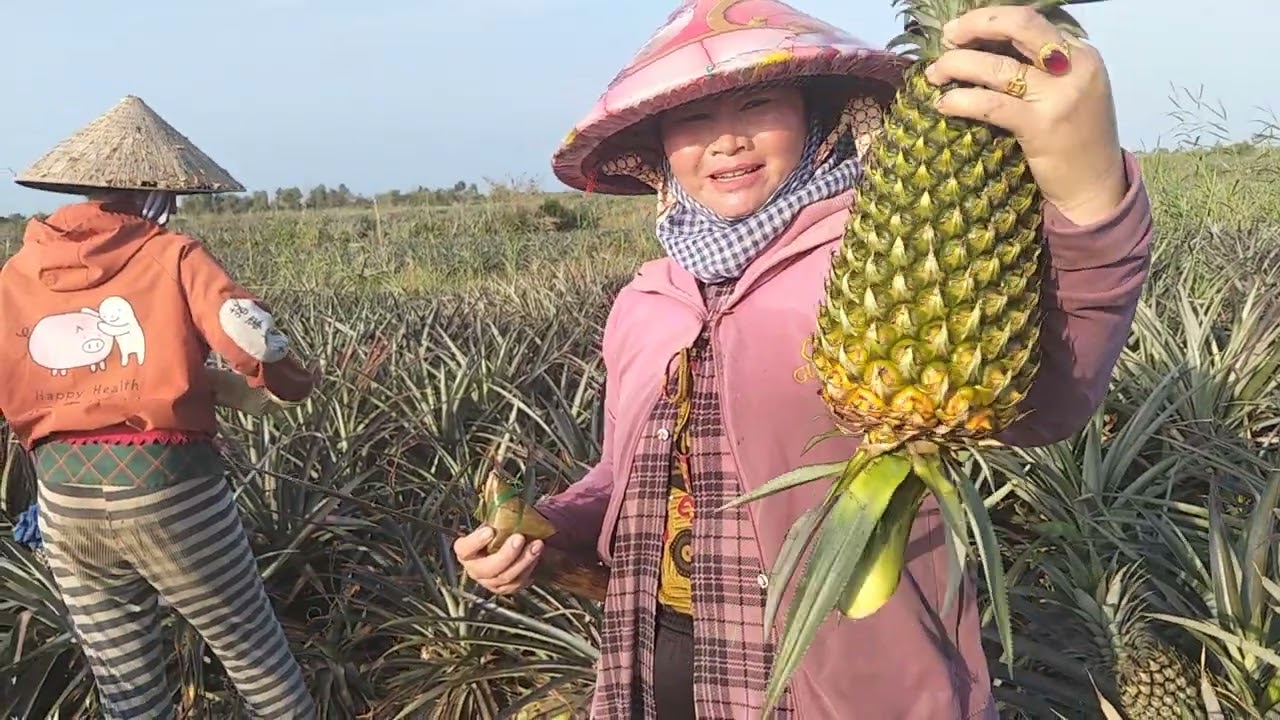 típ tục em đi gãy khóm thu hoạch khóm u Minh thượng KG 
