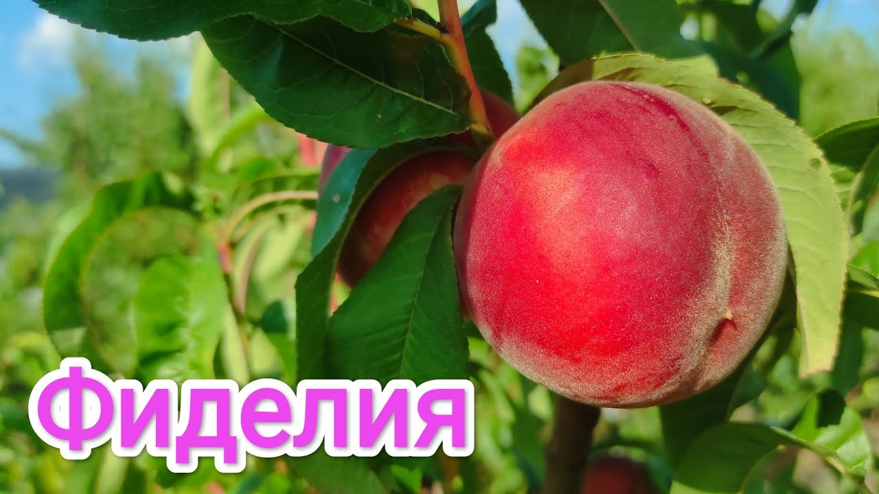 Один из самых вкусных Персиков, сорт Фиделия/Peach Fidelia.