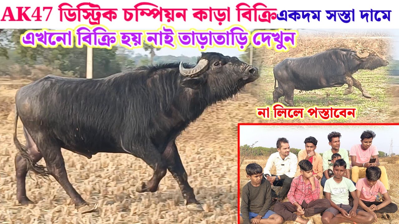 AK47 ডিস্ট্রিক চম্পিয়ন কাড়া বিক্রি// এখনো বিক্রি তাড়াতাড়ি দেখুন 