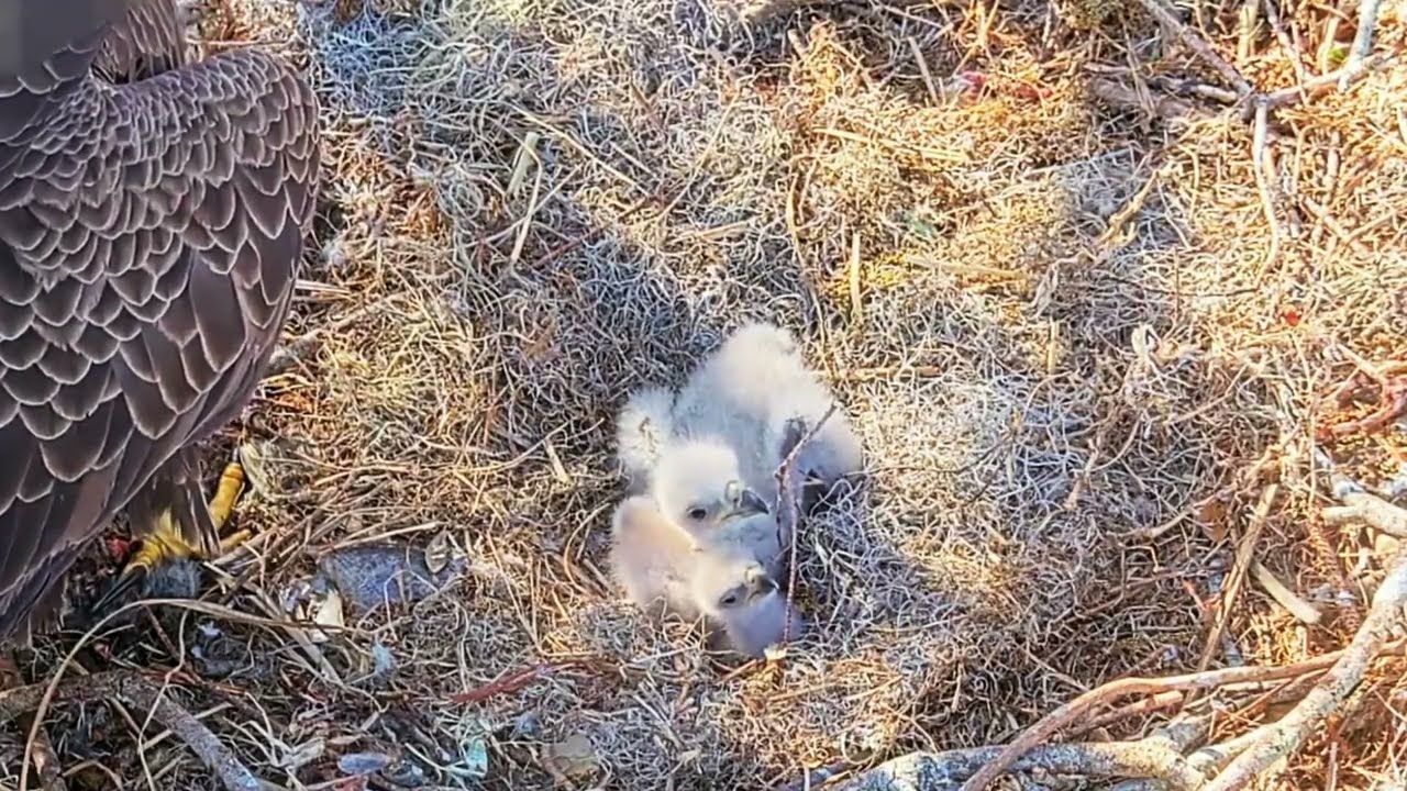 #baldeagle S03#P48 Review birds in nest with nature #birdslovers #birdsounds #birdsnest