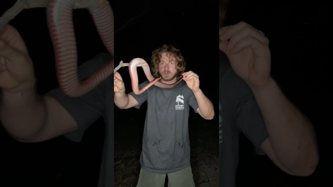 Wild RED BELLY BLACK SNAKE! #shorts #short #animal #snake #australia #venomous