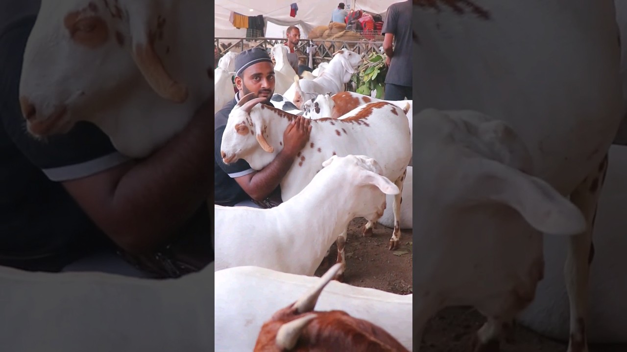 Bakra Eid ke Sabse Bade Bakre😍 #bakraeid #bakraeid2025 #bakra #goats #trending #biggoats