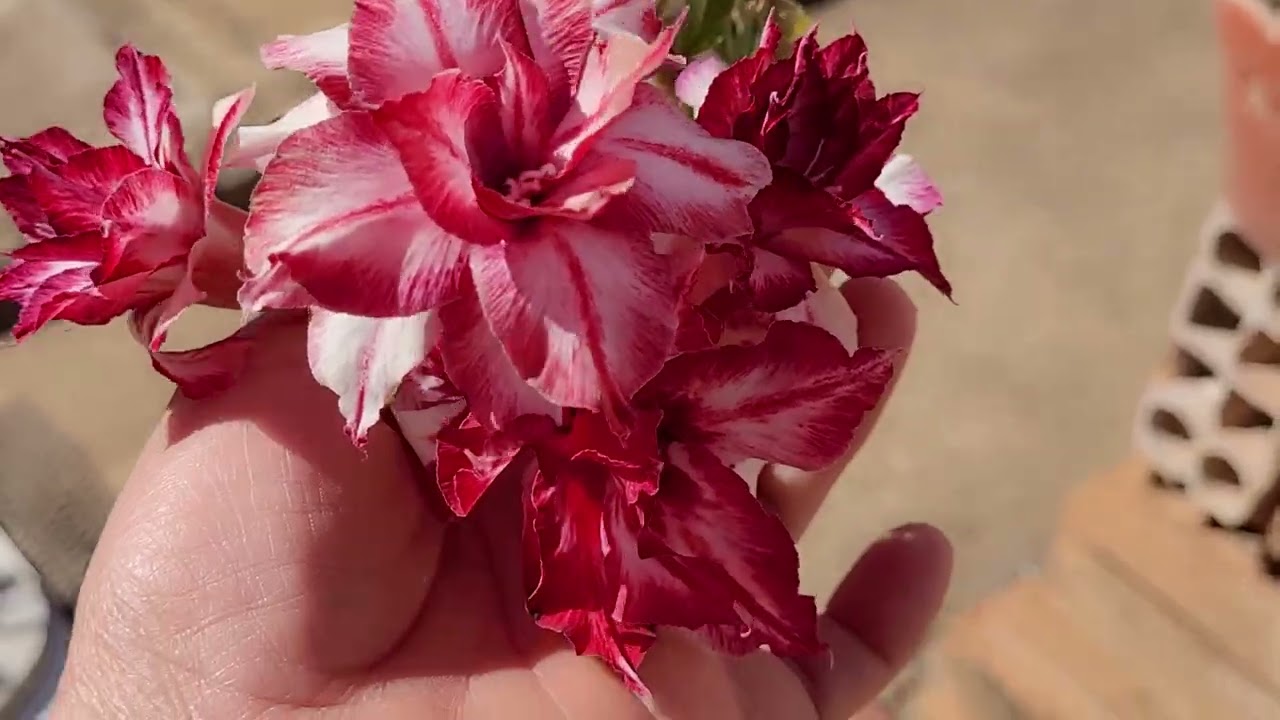 Flores  da minha coleção rds. 🌺🌹🌸