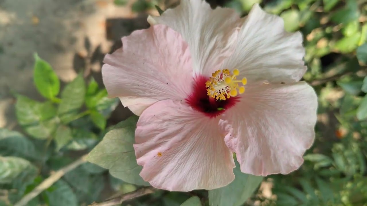 Vlog 2 of my mini garden episode #flowers #bloom #shortsvideo #nature #gardenning #love