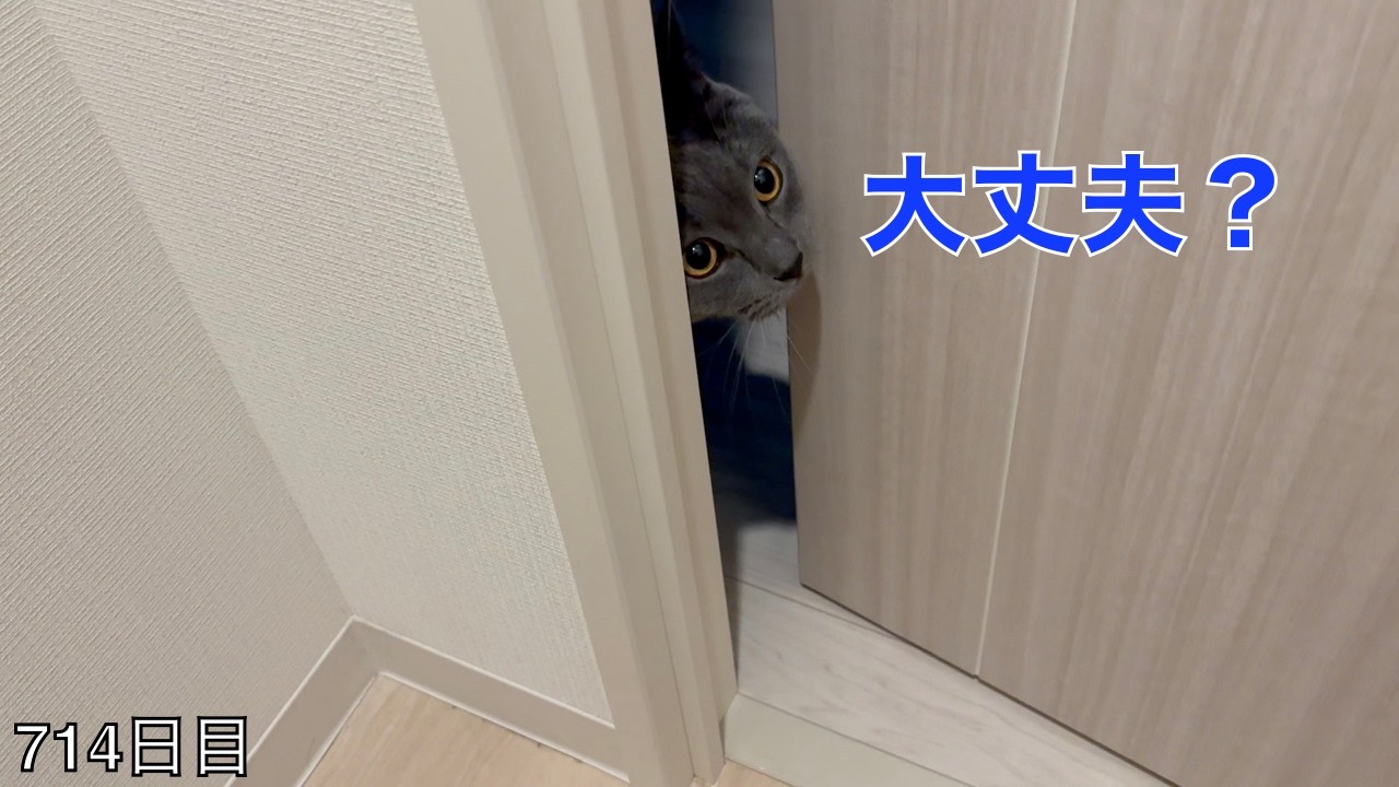 【スコ猫トト君】トイレに入ると覗きにくるトト君です•••これって犯罪！？それとも心配してるだけ！？