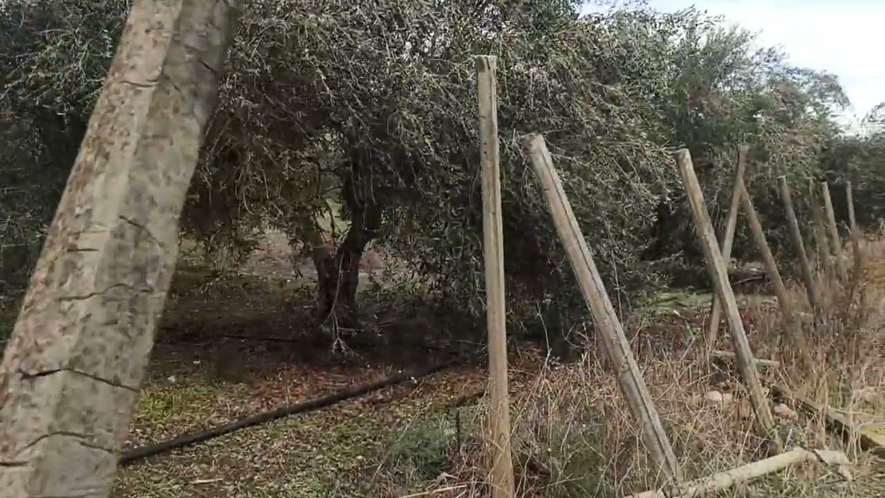 ελαιόδεντρα στα Πεζά εδώ έβγαλα τον λαγό... Άρθρο μου, Μιλάμε για  -ΑΓΝΌ ΠΑΡΘΈΝΟ ΕΛΑΙΌΛΑΔΟ.. #nature