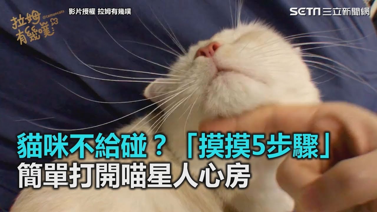 貓咪不給碰？「摸摸5步驟」　簡單打開喵星人心房｜三立新聞網SETN.com