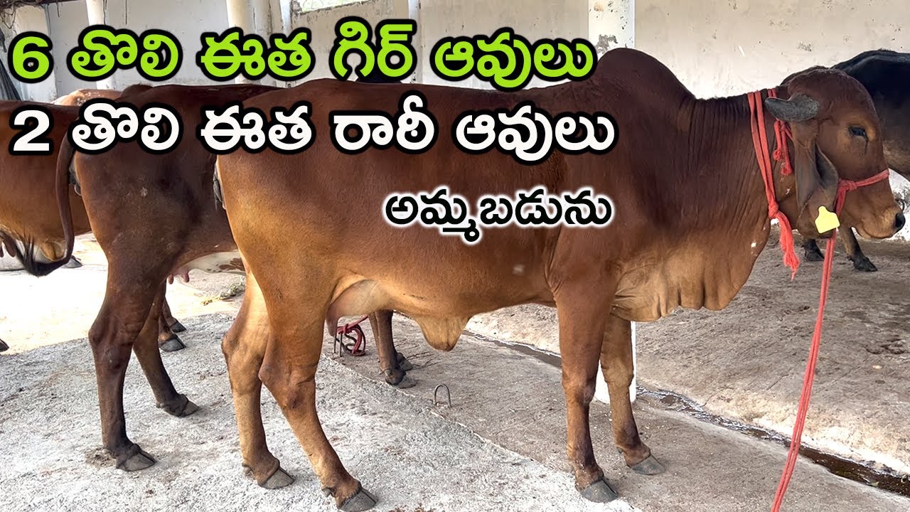 1st Lactation Gir and Rathi Cows for Sale in Shamshabad || 9951139496