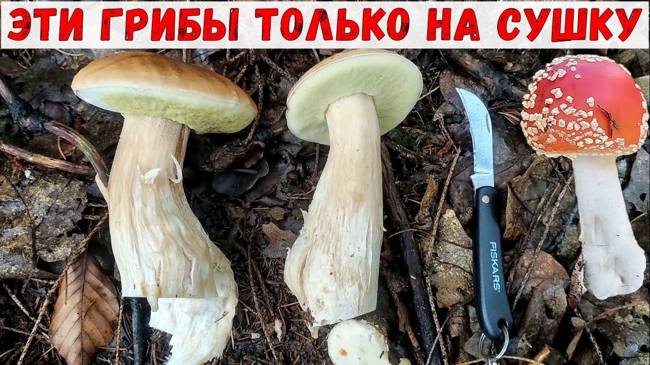 НАСОБИРАЛ ГРИБЫ ЧТОБЫ ВЫСУШИТЬ / ОХОТА на Белый Гриб и Красный Мухомор удалась