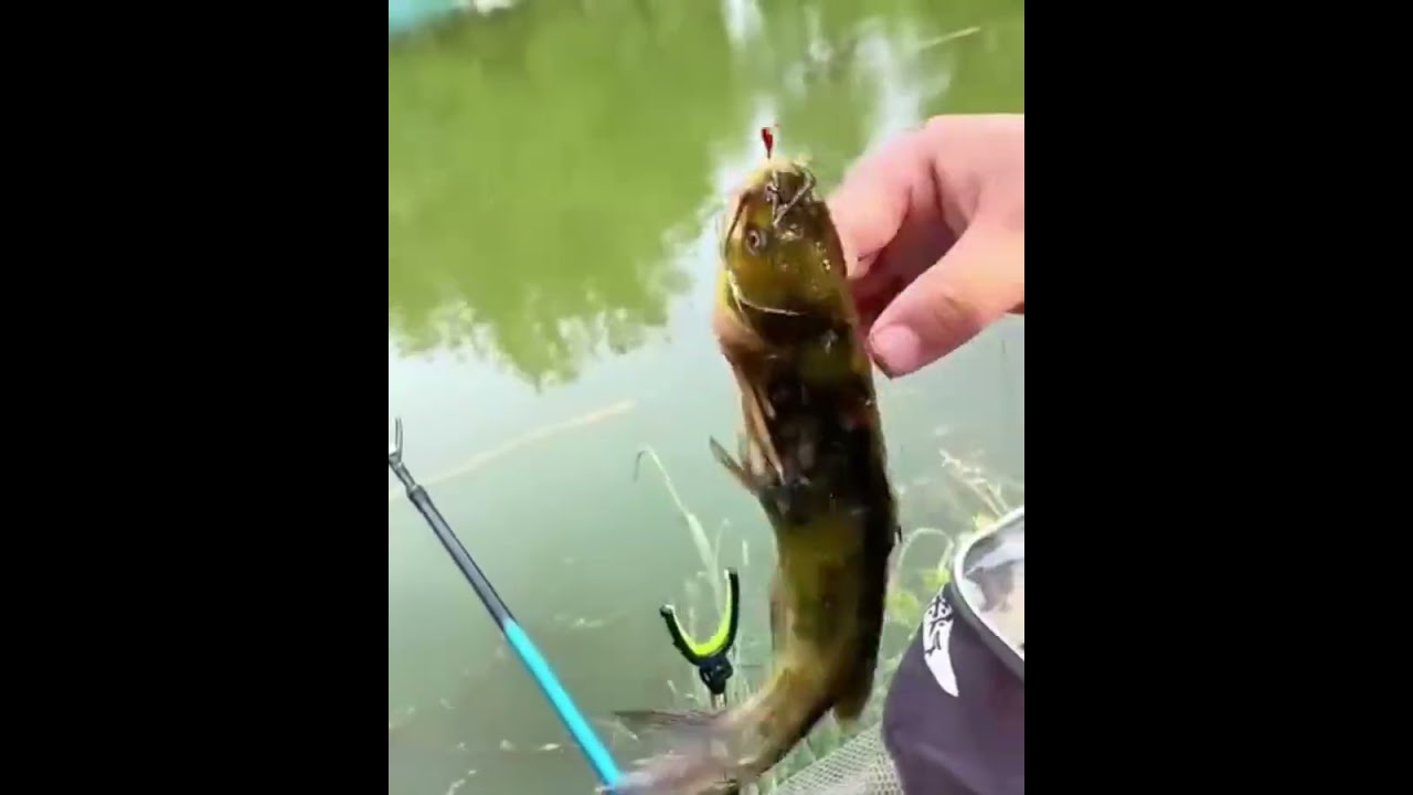 Fish Control Gripper