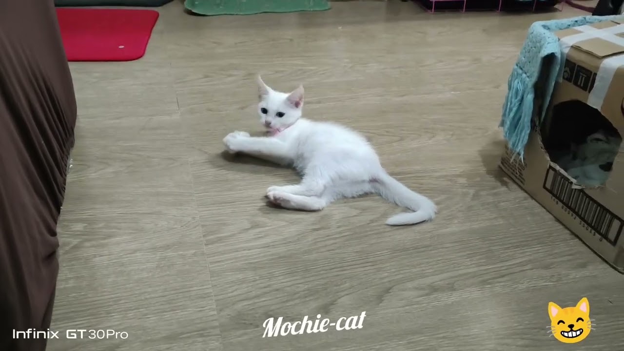 #catshorts #cat #cuteanimal #kitten #cats #catvideos #cutecat #cute #catvideos #animallovers 