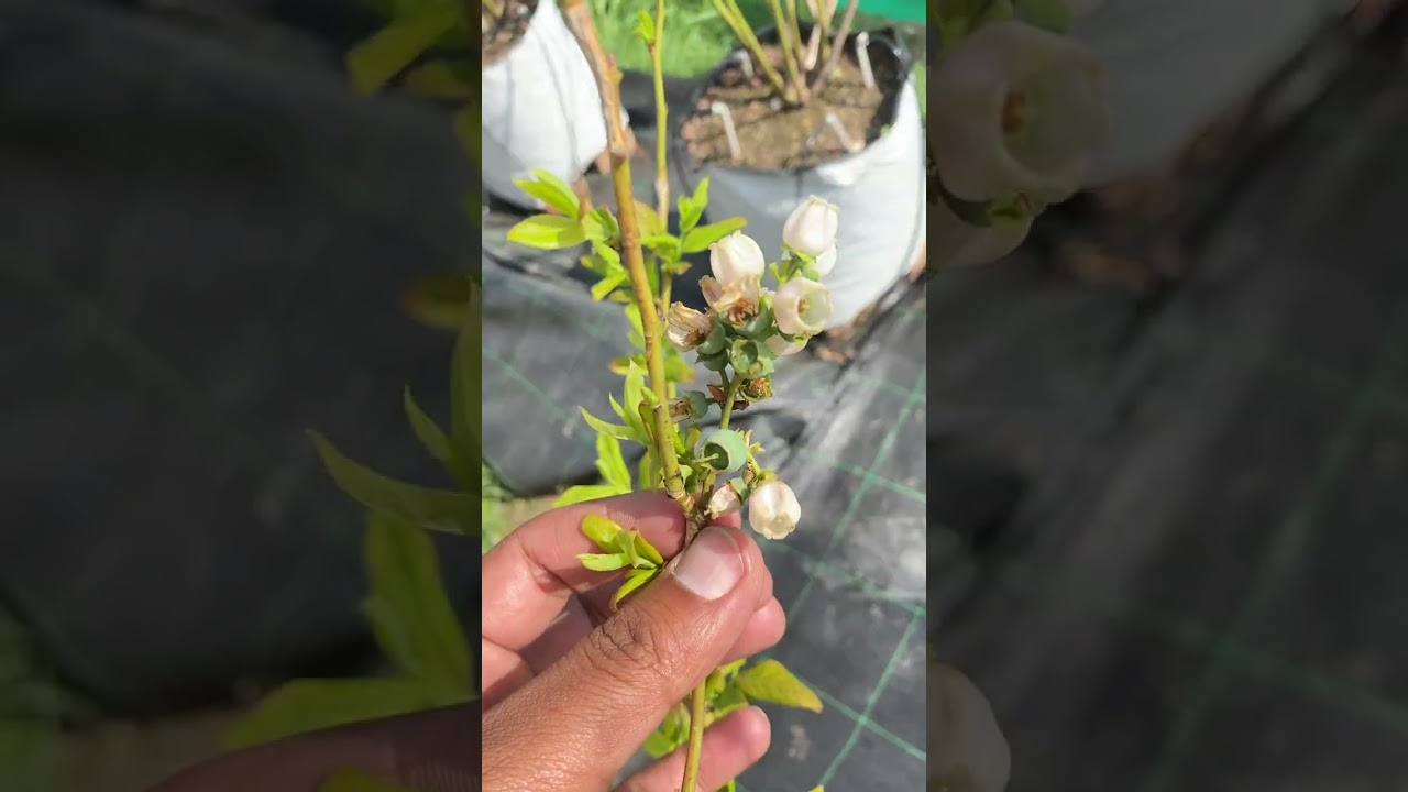 31st March 2025 : Latest Update on Blueberry plants In India. Kullu , Himachal.