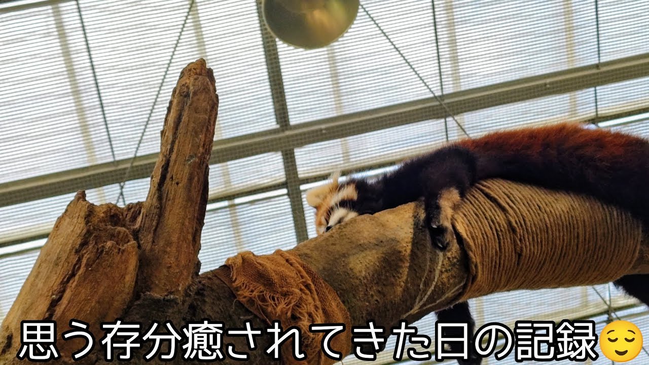思う存分癒されてきた日の記録😌