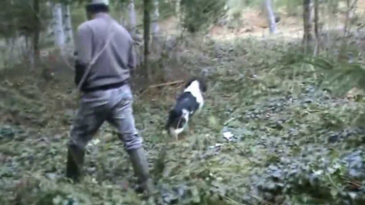 springer a la chasse élevage des mille épines