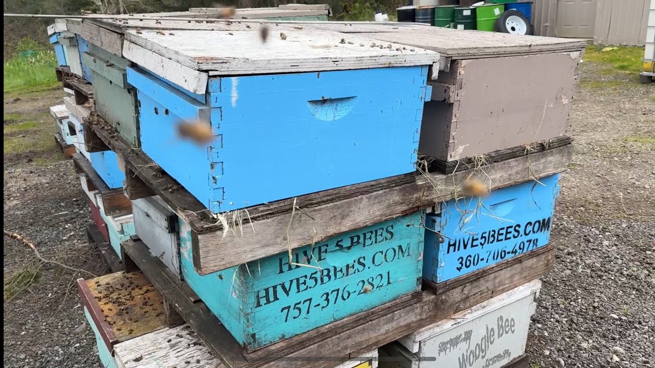 Boosting Beehive Health: Using Oxalic Acid Vaporization with New Queen Cells