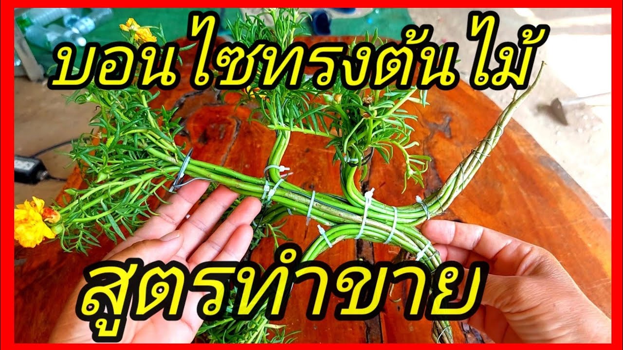 เร็วง่าย บอนไซคุณนายตื่นสายแพรเซี่ยงไฮ้ทรงต้นไม้สร้างรายได้