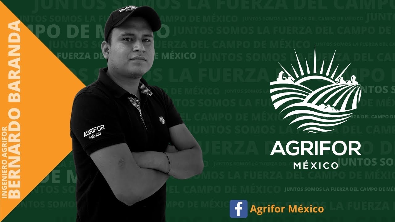 MILDIU EN CULTIVO DE CEBOLLA