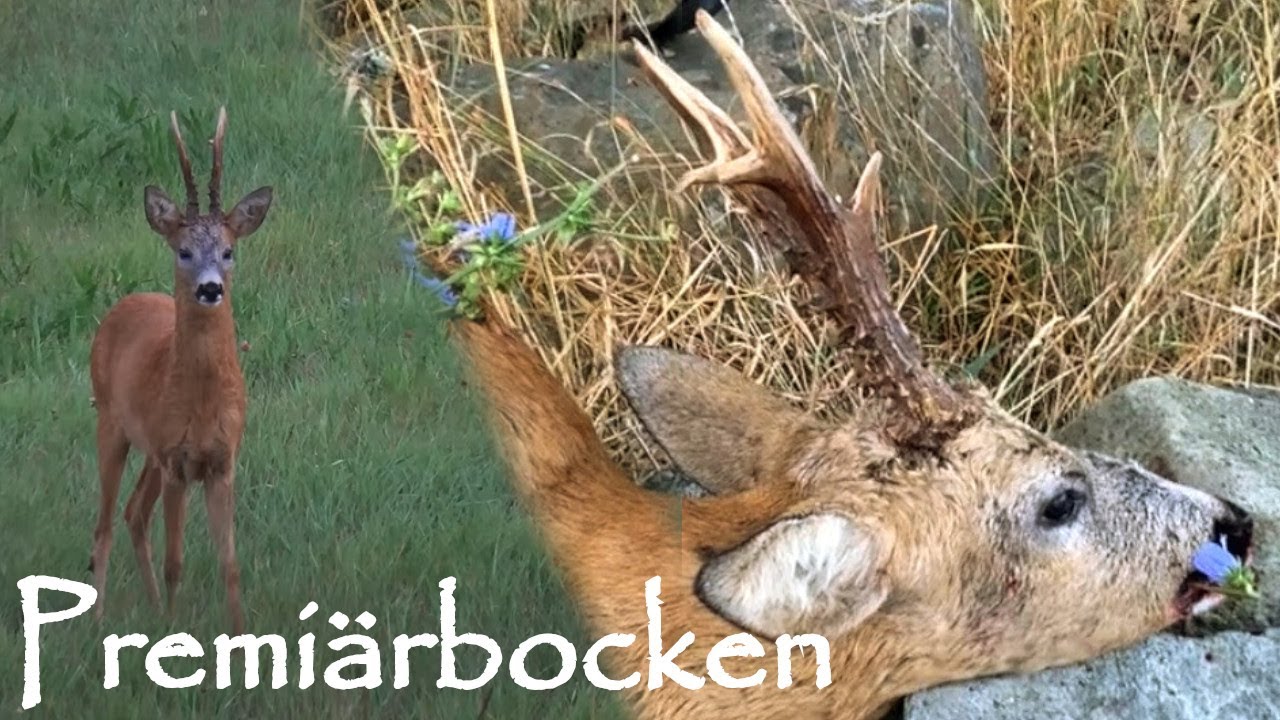 Bockjakt Premiär 2025 – Lockjakt på Råbock (Del 1/2) - Roebuck Stalking