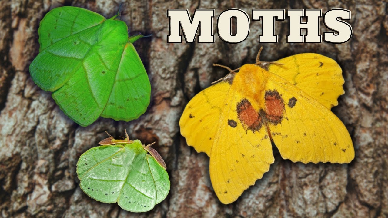 Rose-Myrtle Lappet Moths: Trabala vishnou in MothCycles with Bart Coppens