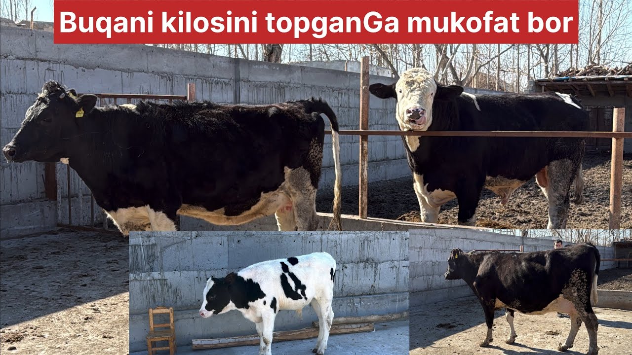 Odiljondan Bugʻoz gʻunajin va sigirlar yosh buzoqchalar