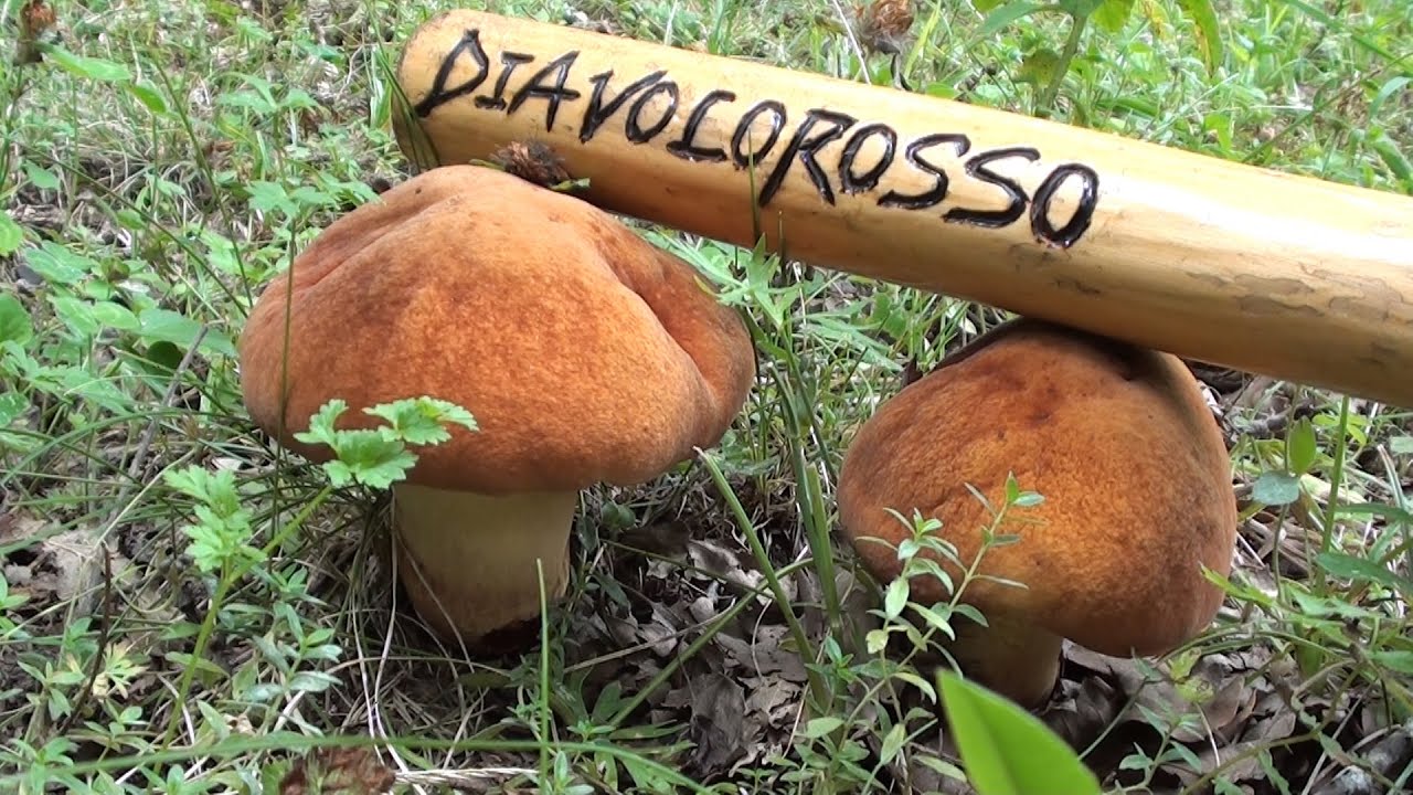 Funghi in habitat dalla 