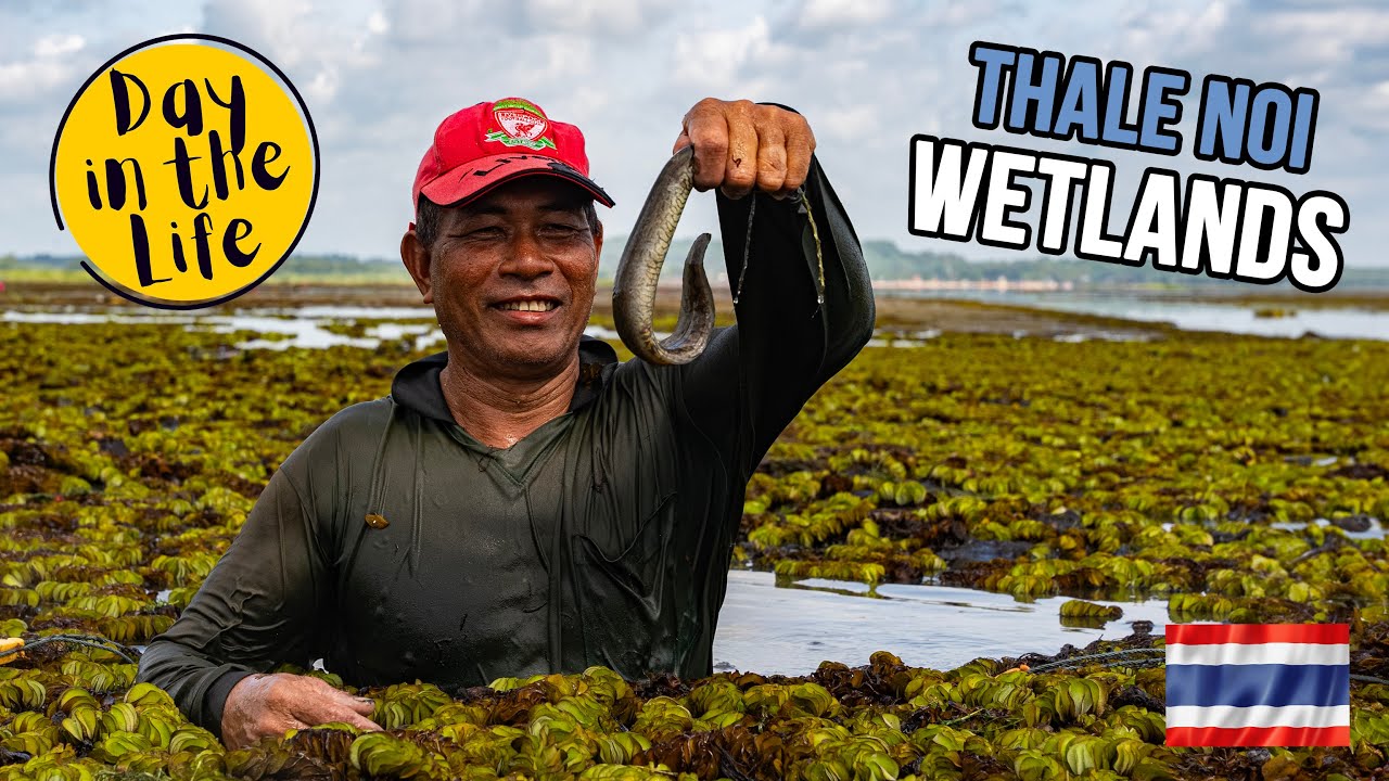 Swamp Fishing in Southern Thailand  - Thale Noi, Phatthalung
