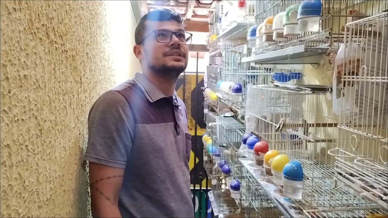 Como foi a criação 2025 aqui no Canaril Andrade 🐦🐦