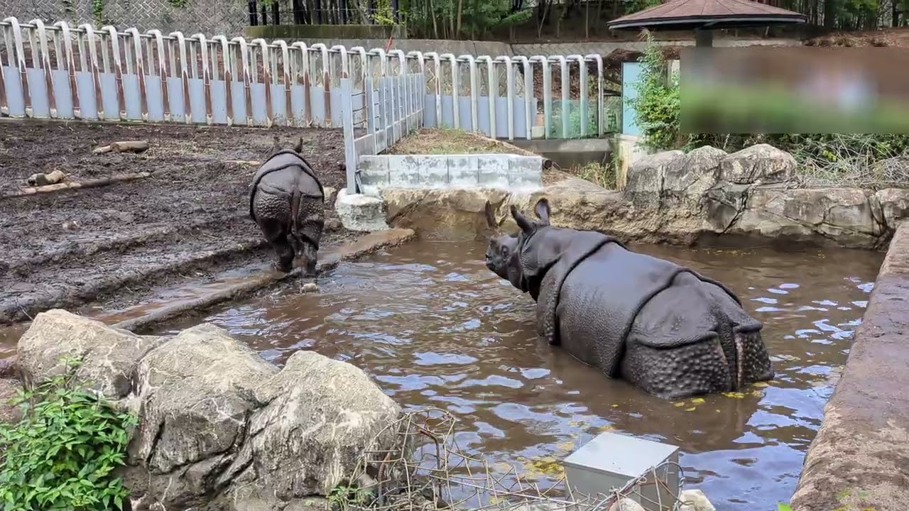 【多摩動物公園｜2025/11/01】プールで排泄するインドサイのゴポン｜Greater One-horned Rhino Gopon Having a Toilet Break