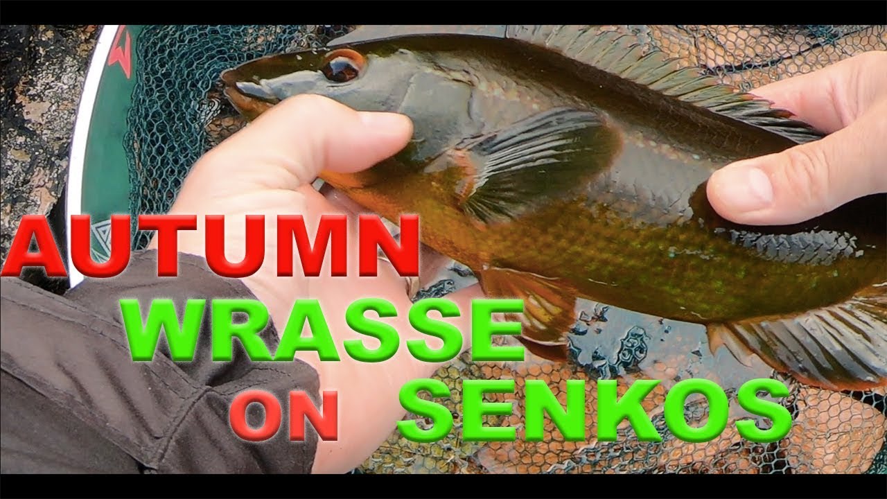 How to lure fish for Wrasse with Senkos