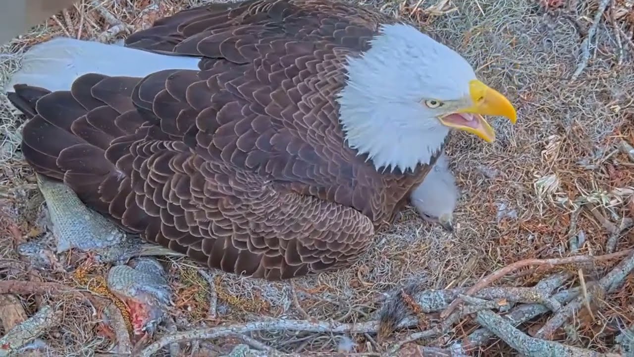 #baldeagle S03#P18 Review birds in nest with nature #birdslovers #birdsounds #birdsnest