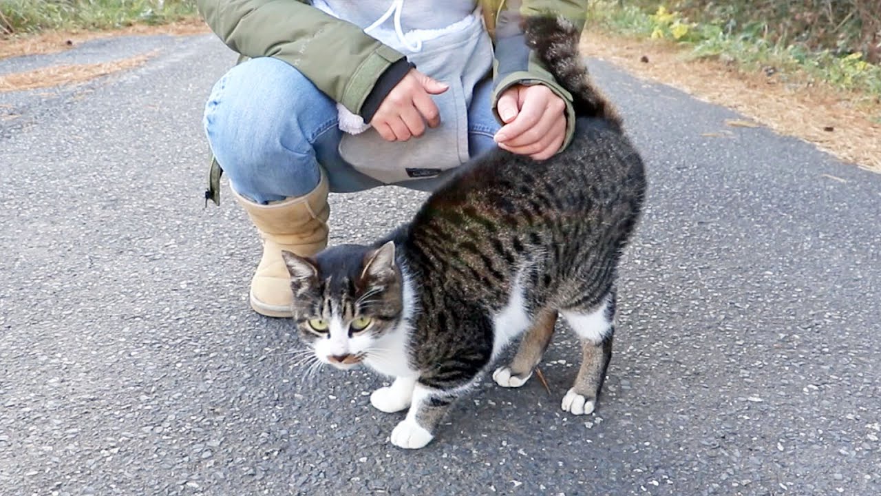 The Cat That Won't Stop Meowing, on Japan's Cat Island