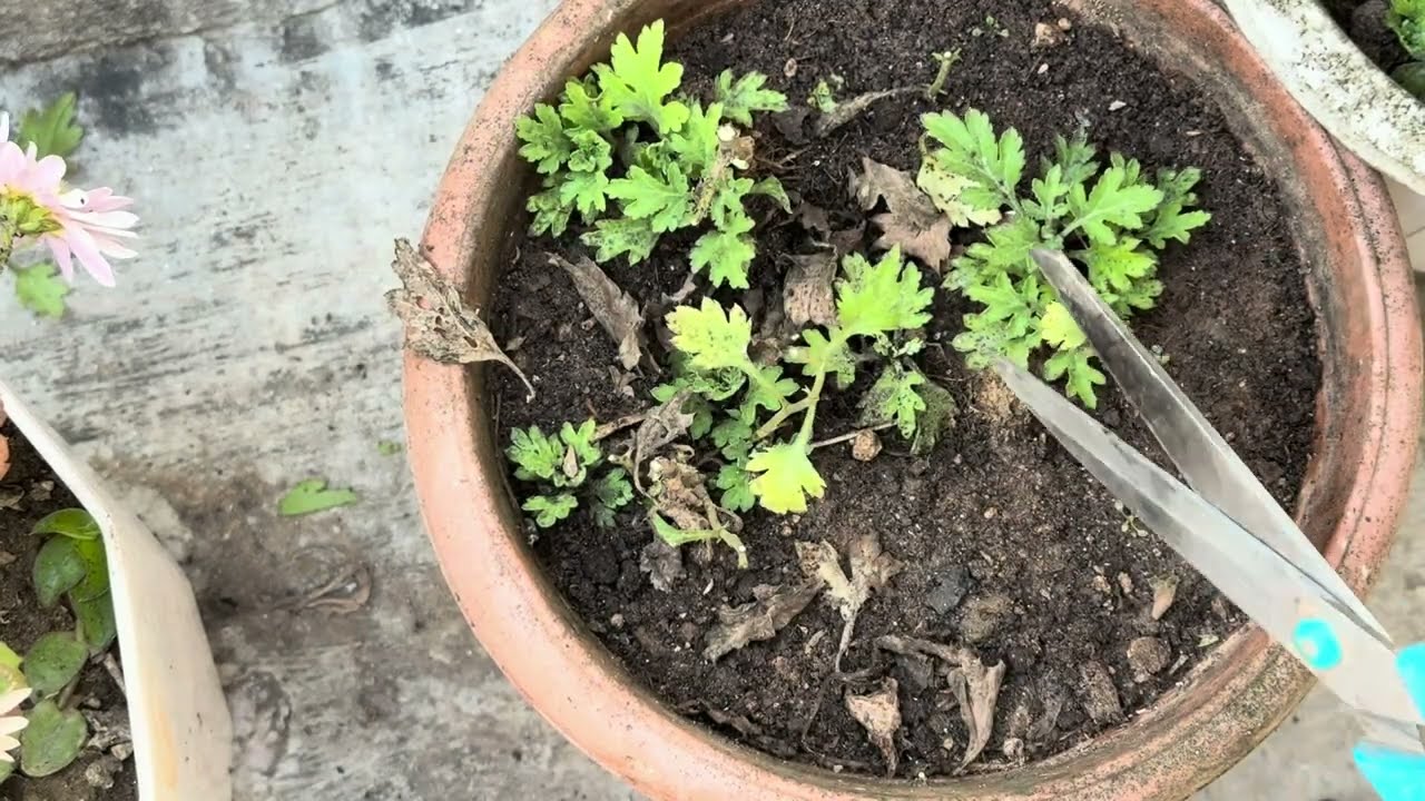 How to save chrysanthemum flower for next year