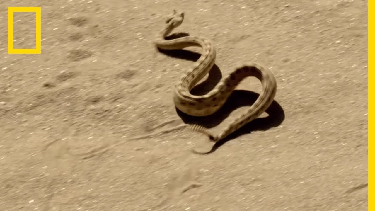 Le crotale cornu, terreur des sables
