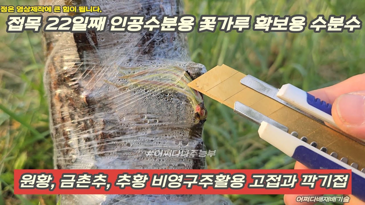 접목 22일째 인공수분용 꽃가루 확보용 수분수 240418 p2404 - 원황, 금촌추, 추황 비영구주활용 고접과 깍기접