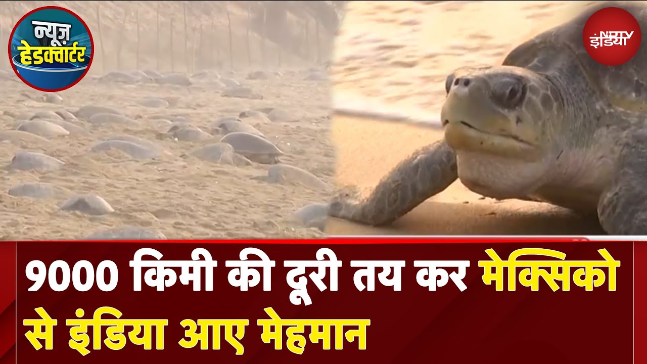Olive Ridley Turtles in Odisha: 9000 किमी की दूरी तय कर मेक्सिको से इंडिया आए मेहमान
