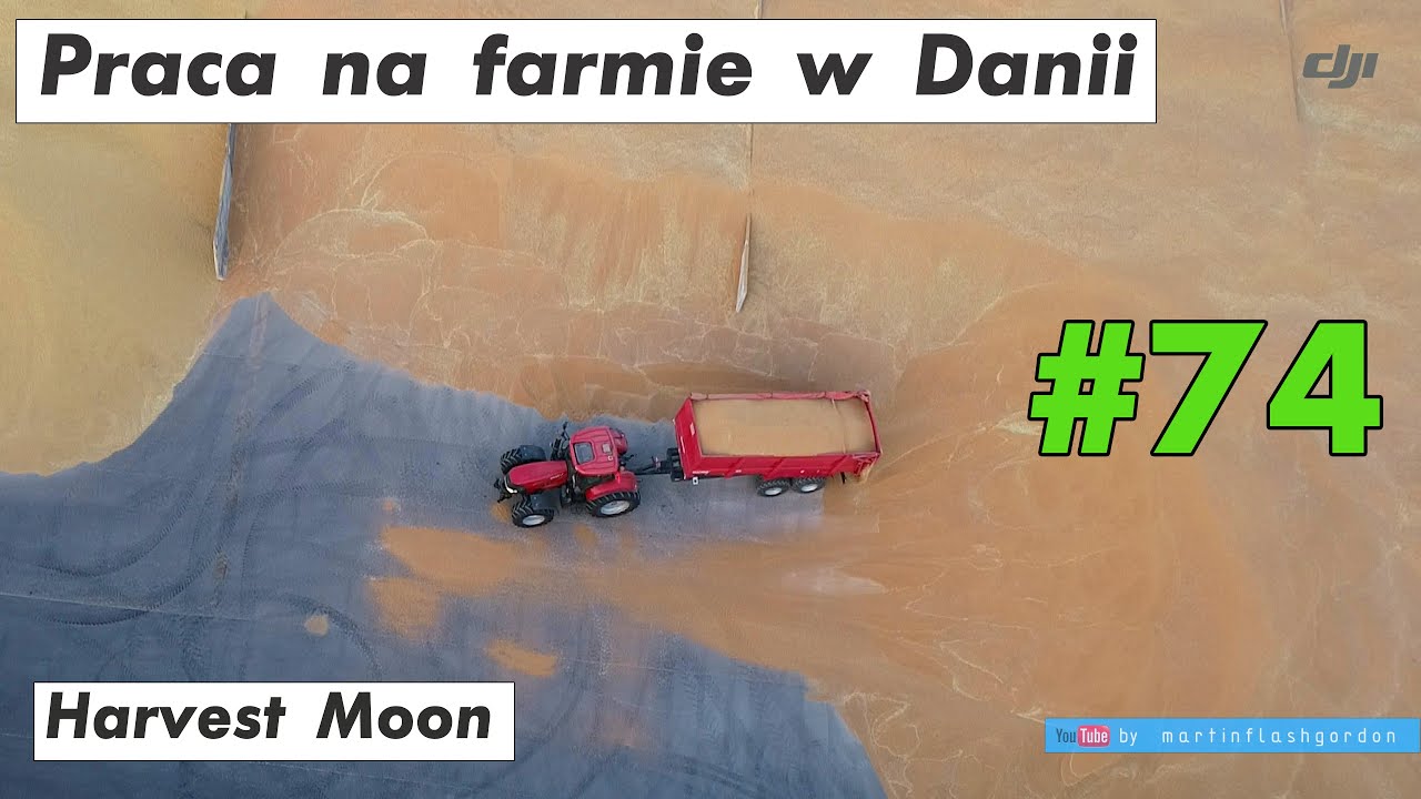 Praca na farmie w Danii #74 | Work on the farm in Denmark #74 moving corn