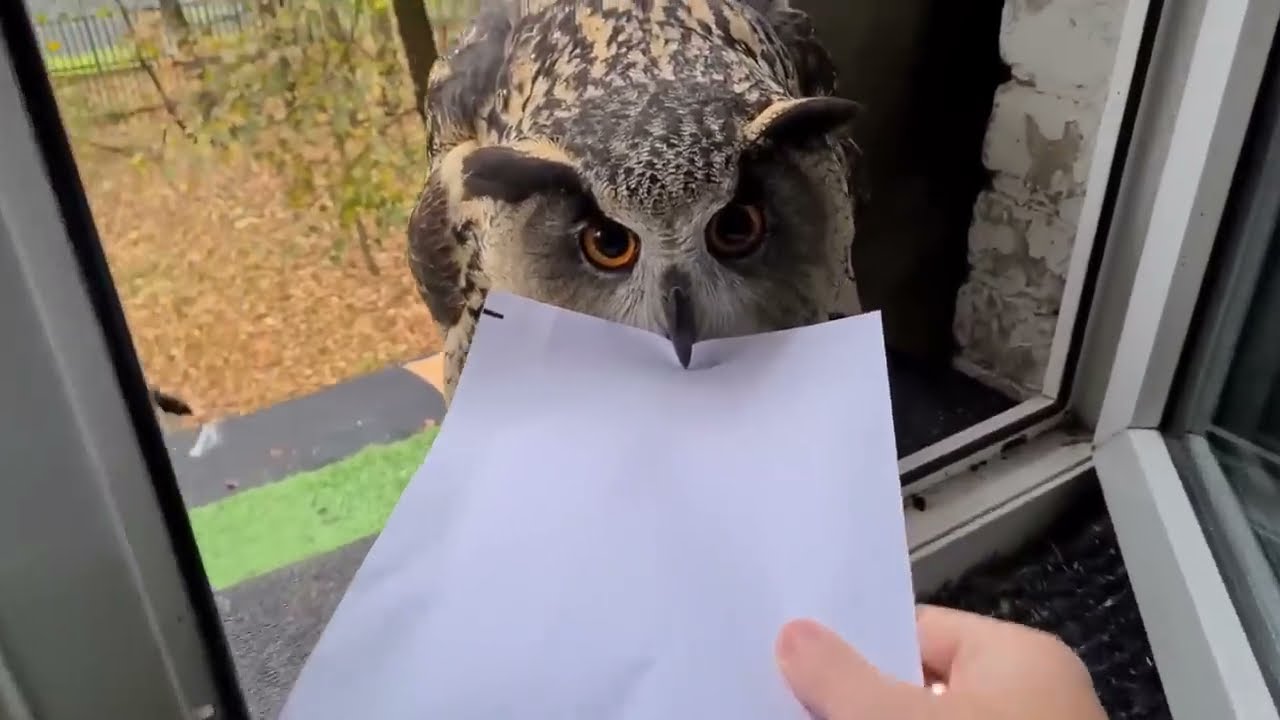 Редкие Случаи С Животными Снятые На Камеру