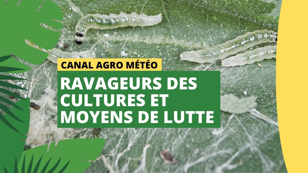 Canal Agro Météo : Ravageurs des cultures et moyens de lutte