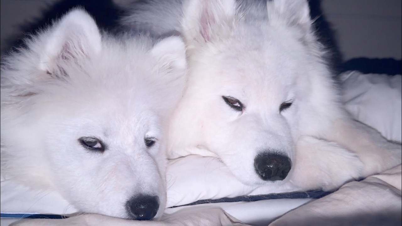 遊び疲れた子犬と先住犬が寄り添ったまま寝落ちしそうになる瞬間がかわいすぎました&hellip;