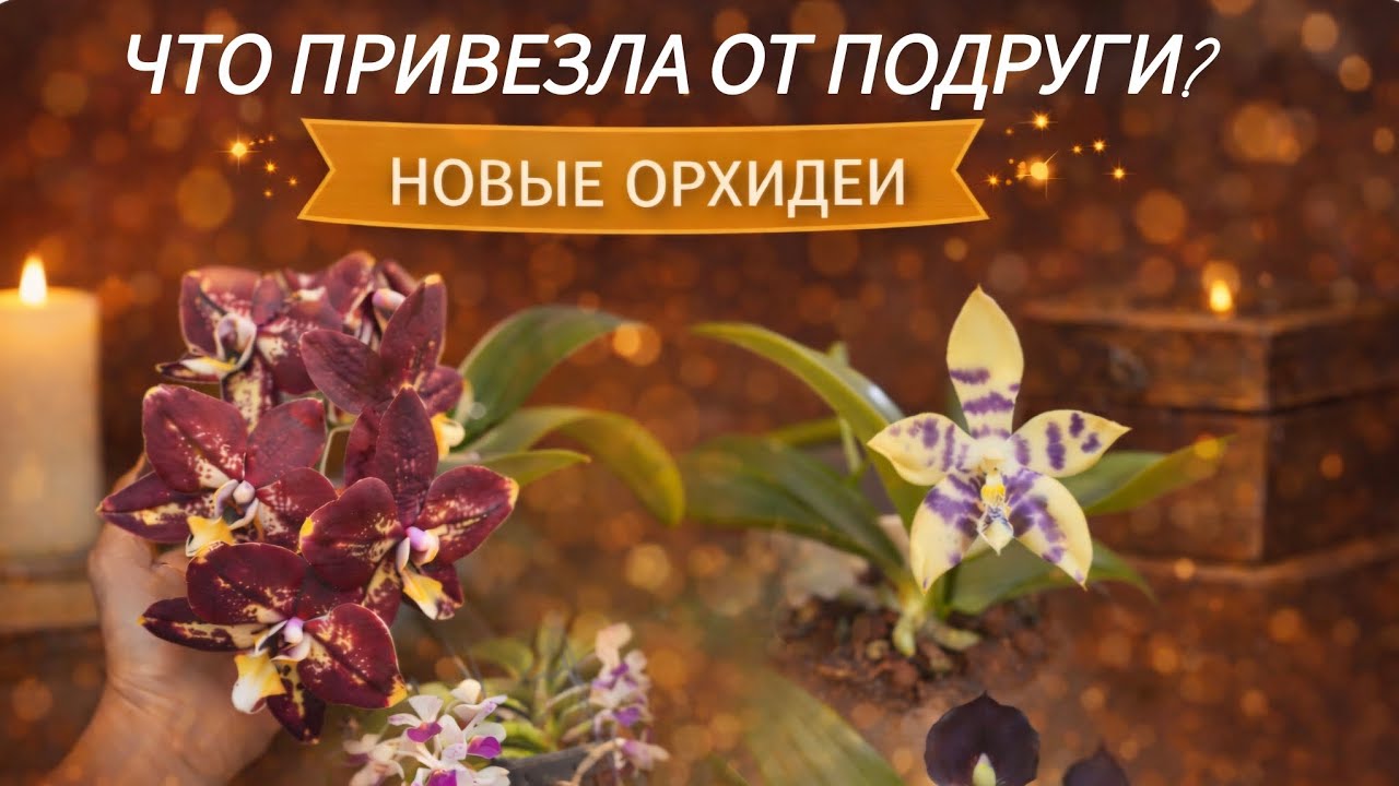 Не планировала покупать....но не устояла....