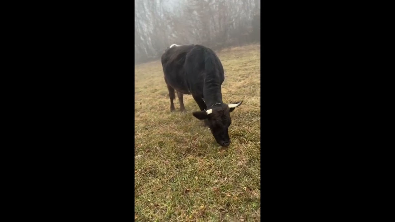 #viral #farmanimals  #bosna #balkan #foryou 
