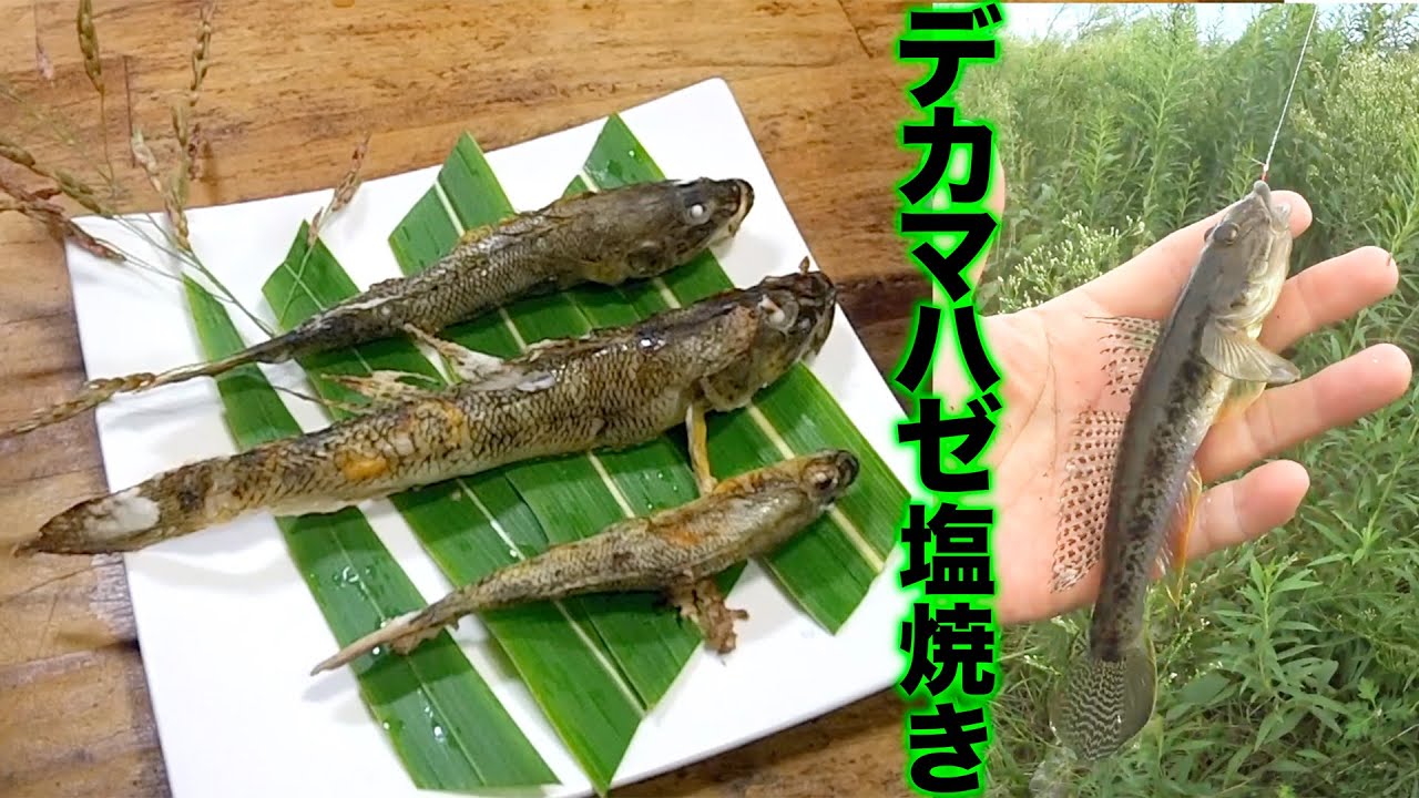 マハゼ釣り訓練その３【ハゼの塩焼き蓼酢掛け】