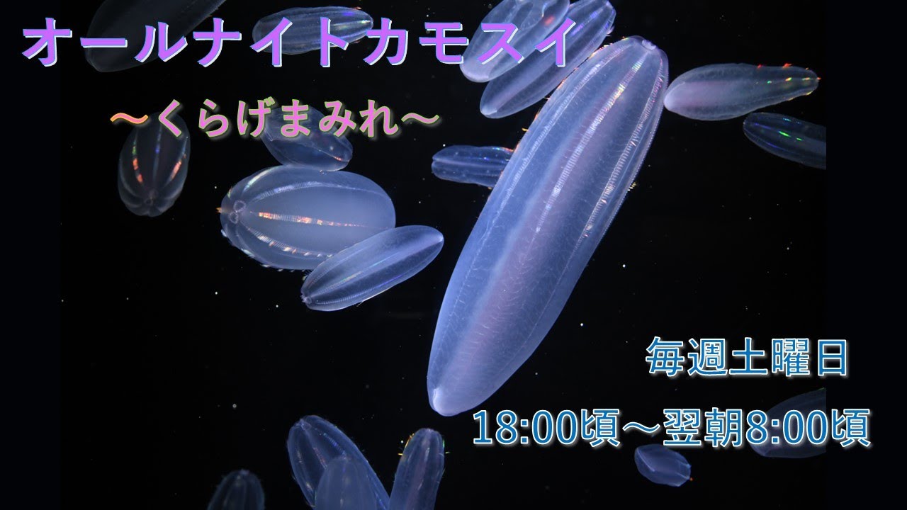 オールナイトカモスイ　～くらげまみれ～ #223　シンカイウリクラゲ
