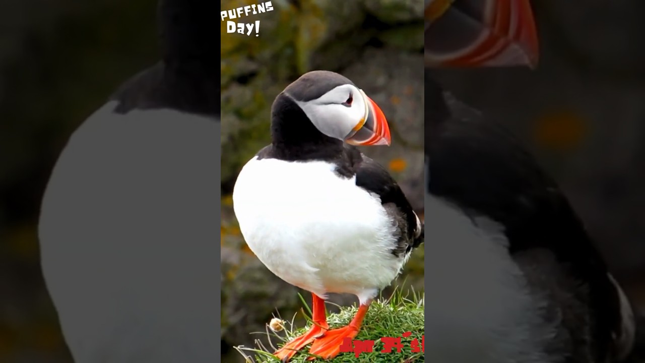 PUFFIN DAY (AUDIO)@WORLD WILD LIFE CELEBRATING ANIMAL AWARENESS DAYS! 